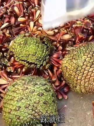 来自恐龙时期的食物 #巴拉那松子
