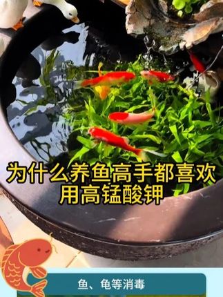 高锰酸钾鱼用消毒液鱼缸消菌药净水剂鱼塘乌龟养殖场高猛钾酸溶液#新手养鱼 #养鱼人 #养龟人 #高锰酸钾 #鱼缸消毒