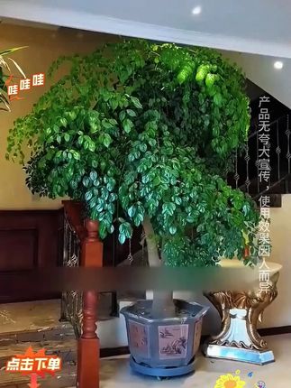 冀金鑫幸福树营养液急救落叶干枯预防黄叶掉叶发财树龙血树通用