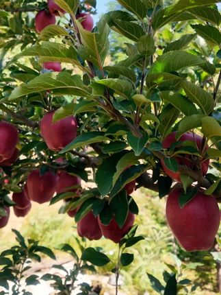 花牛苹果🍎不许你们没吃过啊! #优质水果 #花牛苹果 #优质农产品 #三农