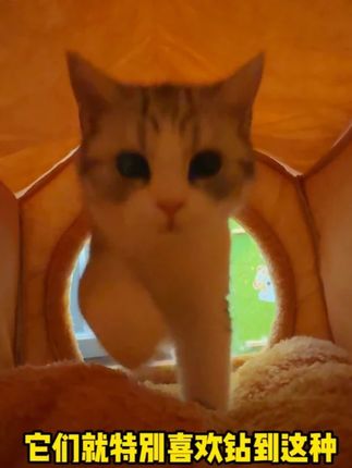 猫咪是穴居动物,一到秋冬天降温, 它们就特别喜欢钻到这种安全感强的窝窝里面睡觉, #萌宠好物 #新手养猫 #猫窝 #天冷了长猫了  #狗窝  #宠物过冬日记  #南方猫过冬  #长在暖气片上的猫