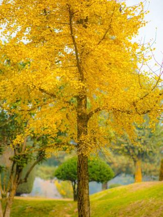 实用坚固折叠桌子#生活好帮手