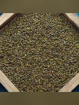 沙苑子新货沙苑子枸杞泡水茶#沙苑子 #沙苑子茶 #沙苑子枸杞