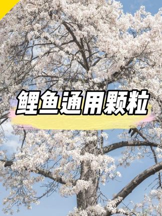 半日闲不空军,溪流钓打窝颗粒 #溪流钓#溪石斑#马口#溪流钓窝料