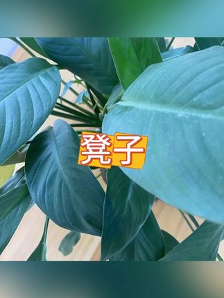 皮凳子 #软装搭配 #ins风家居 #家具 #小户型 #提升幸福感