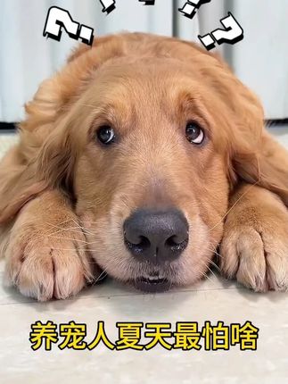 你知道夏季养狗人最怕什么吗? #狗狗防暑 #狗狗中暑 #哈咪贝萌解暑泡腾片 #养狗经验分享
