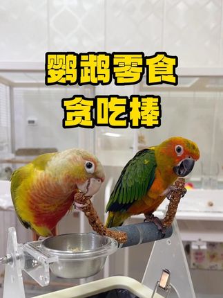 鹦鹉零食贪吃棒#鹦鹉 #鹦鹉零食 #贪吃棒 #鹦鹉用品 #养鸟