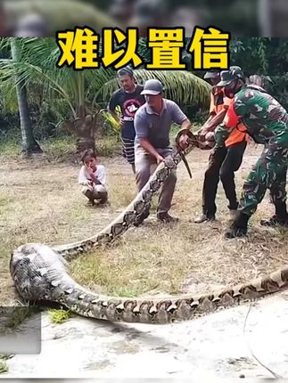 食人巨蟒终于被村民抓住 #野生动物零距离