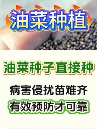 油菜种子直接种,病害侵扰苗难齐。有效预防才可靠!#油菜种植 #三农 #农业 #新农人计划 #新农人创业