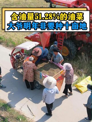含油量51.28%的油菜,大爷明年非要种十亩地 #2025年高产油菜种子 #油菜增产增收 #三农种植