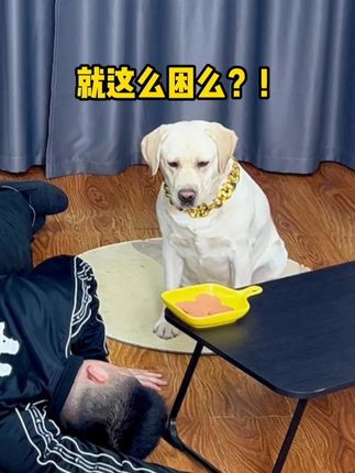 哎,这狗子真是白眼狼啊 #万物可爱计划 #记录和它的每个夏天 #内容启发搜索 #萌宠出道计划 #抖音萌宠