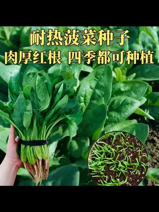 趴地菠菜种子夏季种植耐热耐抽苔菠菜种子盆栽地载种植四季种子 #纯天然绿色蔬菜 #蔬菜🥬 #蔬菜 #自家菜园的新鲜蔬菜 #抖音助农扶农