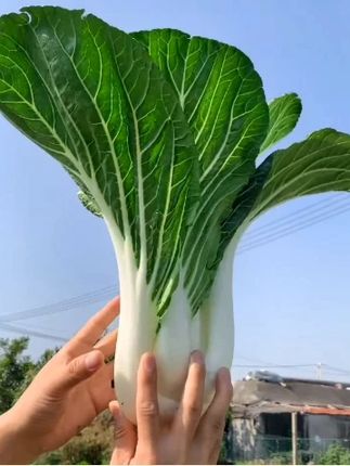又到了种植小白菜的季节了,推荐你种点这个#天池白菜  #小白菜