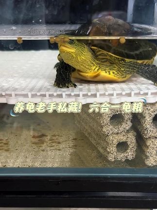 养龟老手私藏!六合一龟粮。 六合一配方,营养像满汉全席!龟闻到发疯!#乌龟饲料 #龟粮 #巴西龟 #草龟 #蛋龟