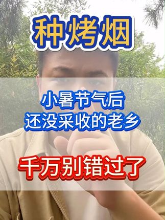 小暑节气后,烤烟没采收的老乡千万要做好这件事 #烤烟 #烤烟种植 #烤烟种植技术与管理 #烟草种植 #农业种植