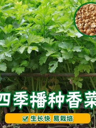 速生香菜种子 速生香菜种子