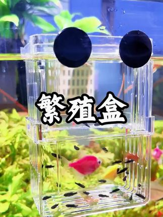 喜欢繁殖小鱼的就用它,防止被大鱼吃掉还能大大增加小鱼的存活率#繁殖 #繁殖盒 #养鱼