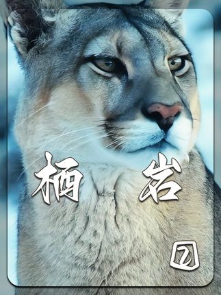 “雏狮砺爪,苦尽甘来”,美洲狮栖岩的传奇育儿之路 #动物世界 #美洲狮 #栖岩 #动物纪录片 #动物解说