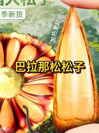 被老外吃到濒危的松子,在我们这里,却能长成树林 #巴拉那松 #巴拉那松子