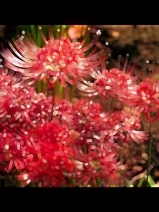 彼岸花种球曼珠沙华盆栽红花换锦石蒜大种球阳台花卉四季种植开花 彼岸花种球曼珠沙华盆栽红花换锦石蒜大种球阳台花卉四季种植开花