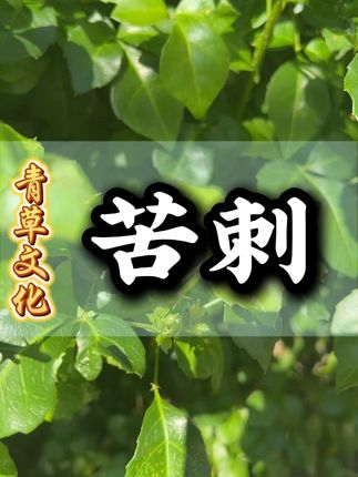 苦刺 #植物科普 #潮汕 #茶 #一日一植物 #茶叶