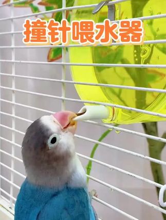 鸟用水壶自动饮水器圆形鹦鹉妈妈注意了!这种饮水方式让水质更干净!#鹦鹉喂水器 #鸟用水壶