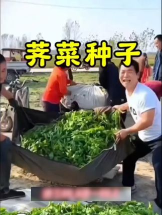 大叶甜芥菜脆嫩肥厚,长的大棵产量好#农业种植 #三农 #种植 #优质农产品#芥菜