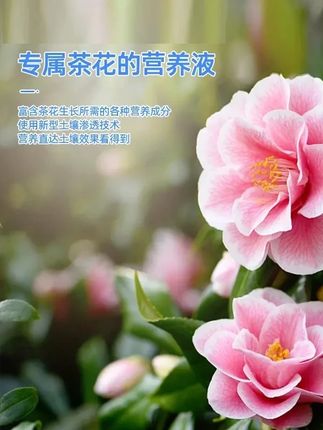 想要养好茶花,一定要知道这一点#花卉绿植养护技巧 #茶花养护 #养花营养液 #养花肥料 #茶花抗菌新鲜生活