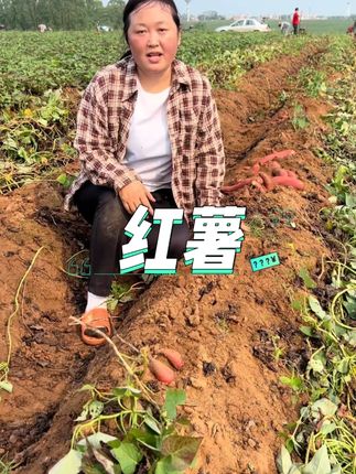 #新鲜采摘 #红薯 #强烈推荐