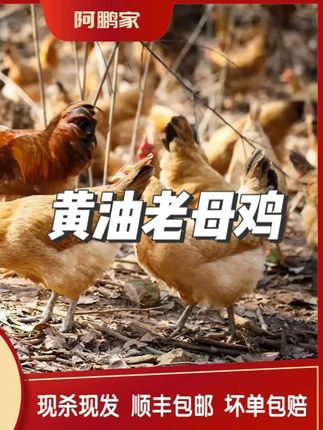 【两年黄油老母鸡】(2只装)正宗纯粮散养2年土鸡 净重5-6 #黄油老母鸡 #黄油老母鸡汤 #黄油老母鸡土鸡 #黄油老母鸡苗 #黄油老母鸡炖汤