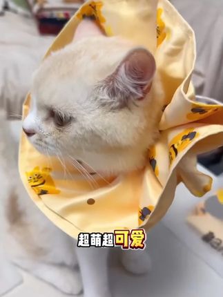 TALI/它哩猫宠物伊丽莎白圈可爱橘原创招财猫可调节式防抓挠皮肤#萌宠好物 #萌宠出道计划 #伊丽莎白圈