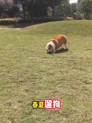 狗狗出门难免被寄生虫盯着 一定要使用驱虫喷雾再出门#宠物驱虫喷雾 #狗狗 #萌宠好物