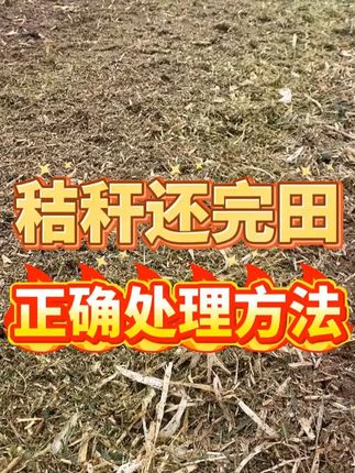 秸秆还田宝可以掺混底肥撒施,就可以腐熟秸秆,把秸秆变成有机肥 #玉米秸秆 #秸秆还田宝 #秸秆利用 #秸秆腐熟 #小麦种植