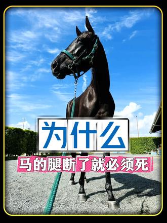 为什么马的腿断了,人类会让它“安乐死”?