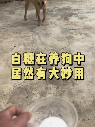 白糖在养狗中的妙用,你知道吗 #养狗经验分享#狗狗#萌宠出道计划#科学养宠攻略#养狗人