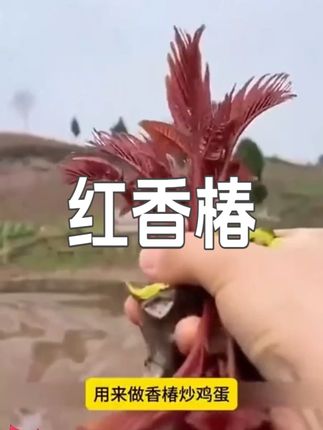 种植简单,产量高,口感好,营养丰富的速生香椿,你也种一些吧。 #香椿 #种植 #优质农产品