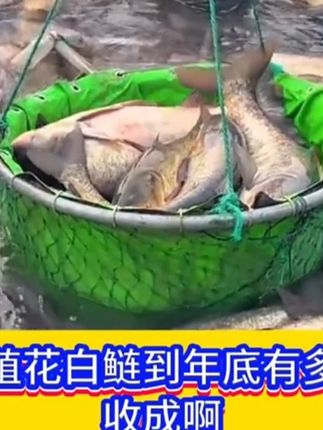八九月份水产养殖,这件事一定要做! #水产养殖 #花白鲢养殖 #鱼虾蟹养殖 #鱼塘 #养鱼经验分享