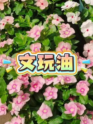 #文玩油 #固体文玩油 #油 #牛油膏 #牛油