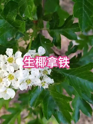 轻上 丝绒生椰拿铁即饮饮料220ml*10瓶咖啡0添加蔗糖办公室饮品  #生椰拿铁  #咖啡  #饮品推荐