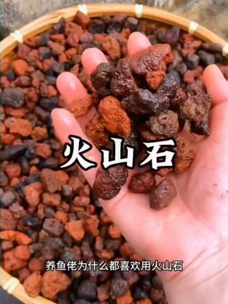 云南腾冲火山石颗粒多肉花卉拌土兰花铺面鱼缸底沙滤材铺面石#天然火山石铺底鱼缸 #火山石 #免洗火山石铺底鱼缸 #云南腾冲火山石颗粒 #鱼缸火山石底砂 -19