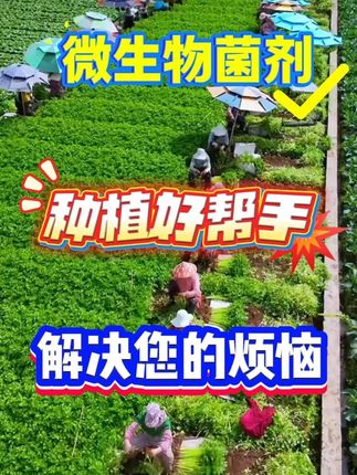 什么是微生物菌剂,这条视频告诉你#种植小技巧 #蔬菜增产小妙招 #病虫害防治 #蔬菜 #助农