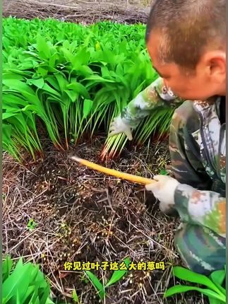 【山葱种子】家庭阳台小院耐热四季种植盆栽地栽易种易活
