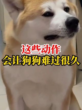 这些动作会让狗狗难过很久 #萌宠出道计划 #科学养宠攻略 #狗狗 #养狗经验分享 #萌宠好物