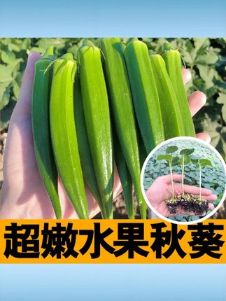 超嫩水果秋葵秧苗种子春秋四季阳台盆栽高产红黄绿秋葵籽耐寒抗病 #秋葵秧苗种子 #春秋四季播 #阳台盆栽 #高产红黄绿 #耐寒抗病