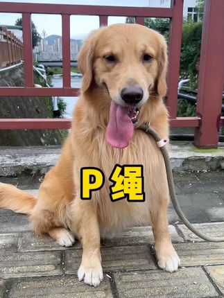 kimpets狗狗绳子防爆冲P链遛狗牵引绳通用防挣脱狗链子大中小型犬#狗狗牵引绳 #kimpets宠物用品 #遛狗神器 #防挣脱P链 #宠物好物