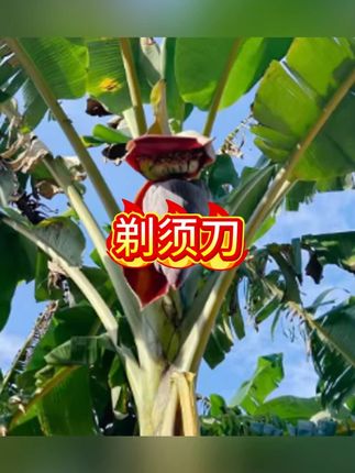 第二代剃须刀便携磁吸电动刮胡刀男士剃须刀水洗送男友#剃须刀 #剃须刀推荐 #刮胡刀 #刮胡刀推荐 #电动剃须刀