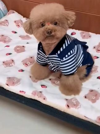 【灯芯绒四脚裤】猫咪狗狗宠物衣服秋冬保暖柔软高颜值比熊博美舒适#宠物四脚裤 #灯芯绒 #秋冬保暖 #宠物衣服 #高颜值宠物装