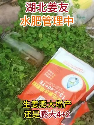 湖北姜友水肥管理中! 生姜膨大期施肥中!#农技知识 #优肥推荐 #农资肥料 #生姜种植 #农资肥 @天下良田·种姜高产找老王 @中姜网·农技服务 @天下良田