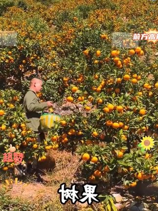 农业种植必备根腐抑制剂,抗根腐改良土壤防死棵,厂家直销正品保证! #根腐 #农业种植 #强力生根粉