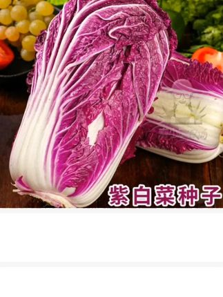 马上到种白菜的季节了,快种点紫白菜试试吧#蔬菜种子#种菜#田园生活